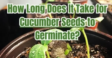 How Long Does It Take for Cucumber Seeds to Germinate