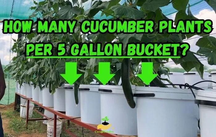 How Many Cucumber Plants per 5 Gallon Bucket