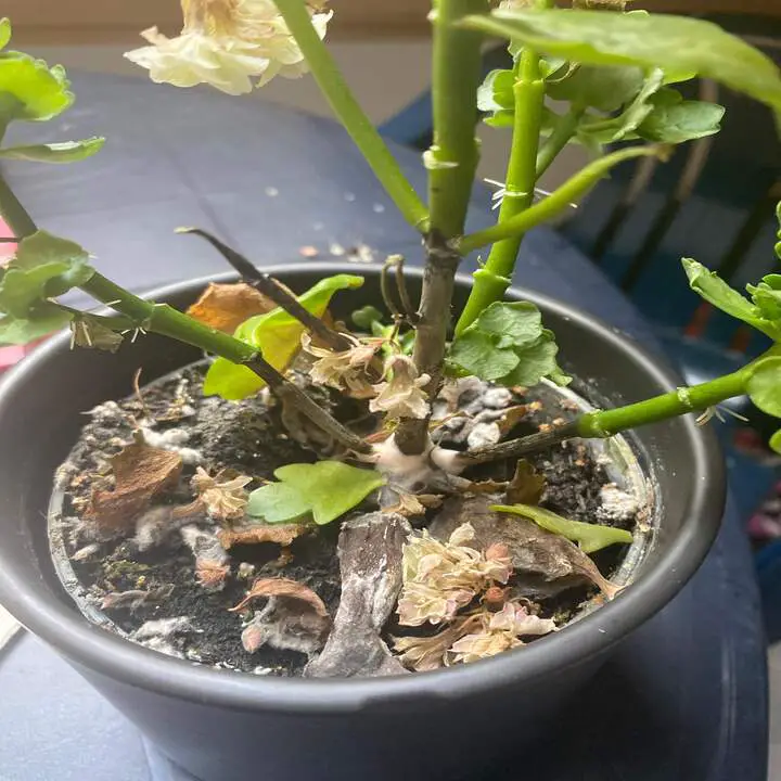 Kalanchoe Stem Turning Black