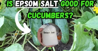 Is Epsom Salt Good for Cucumbers