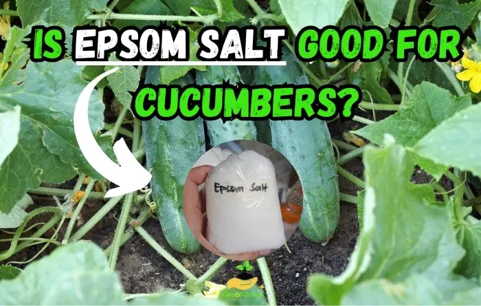 Is Epsom Salt Good for Cucumbers