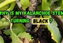 Kalanchoe Stem Turning Black