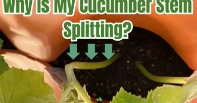 Cucumber Stems Splitting