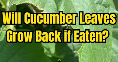 Cucumber Leaves Grow Back if Eaten