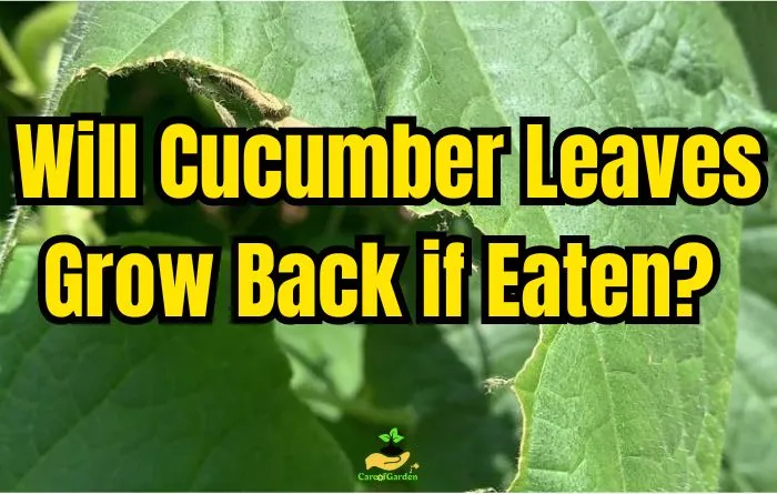 Cucumber Leaves Grow Back if Eaten