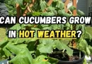 Cucumbers Grow in Hot Weather