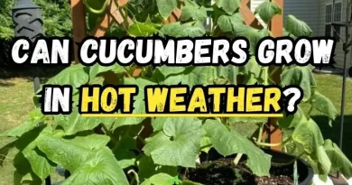 Cucumbers Grow in Hot Weather