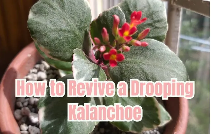 How to Revive a Drooping Kalanchoe