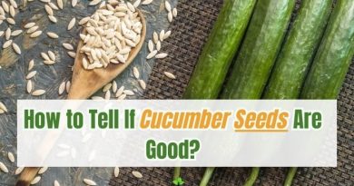 How to Determine If Cucumber Seeds Are Good