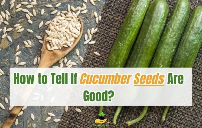 How to Determine If Cucumber Seeds Are Good