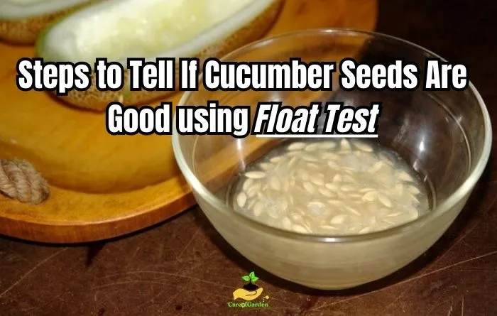 Steps to Determine If Cucumber Seeds Are Good Using Float Test