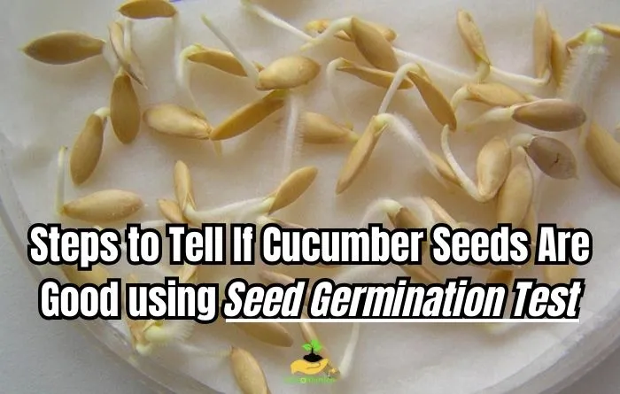 Steps to Determine If Cucumber Seeds Are Good Using Seed Germination Test