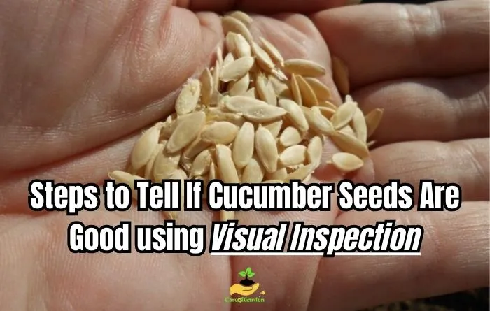 Steps to Tell If Cucumber Seeds Are Good using Visual Inspection